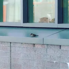 House Sparrow thumbnail 2