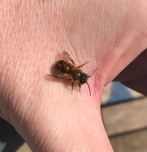 Red Mason Bee