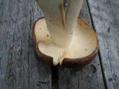 Almond Rhodo thumbnail 3