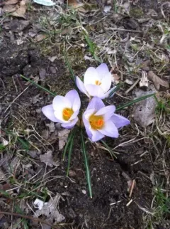 Sieber's Crocus thumbnail 2