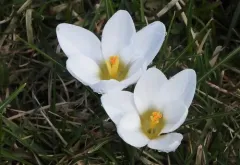 Silvery Crocus thumbnail 4