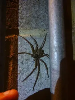 Pantropical Huntsman Spider thumbnail 2