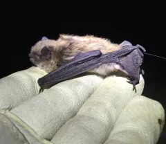 Long-legged Myotis thumbnail 2