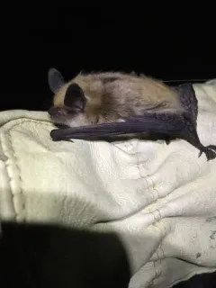 Fringed Myotis thumbnail 4