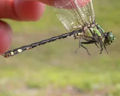 Extra-striped Snaketail thumbnail 2