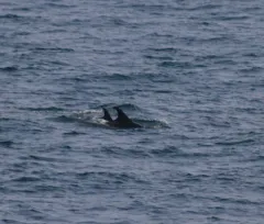 Atlantic White-sided Dolphin thumbnail 3