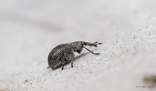 Birch Catkin Weevil