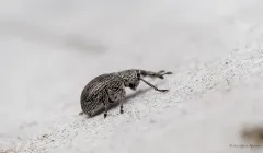 Birch Catkin Weevil thumbnail 1
