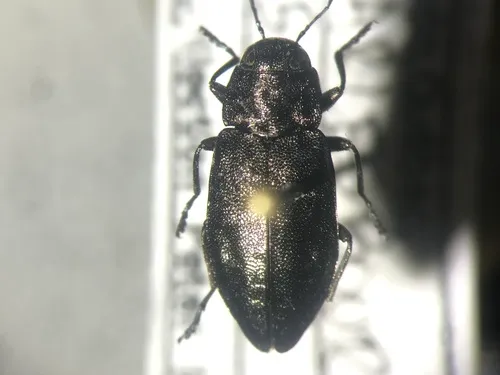 Drummond's Flathead Fir Borer