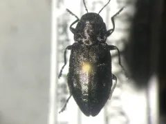 Drummond's Flathead Fir Borer thumbnail 1