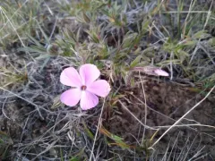 Sticky Phlox thumbnail 1