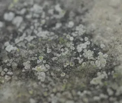 Chiseled Sunken Disk Lichen thumbnail 2