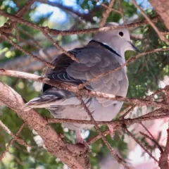 Eurasian Collared-Dove thumbnail 3