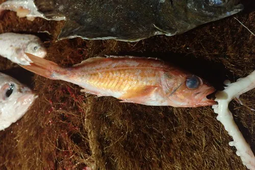 Pygmy Rockfish