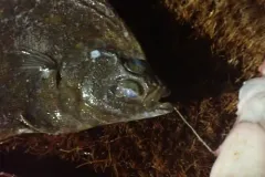 Northern Rock Sole thumbnail 3