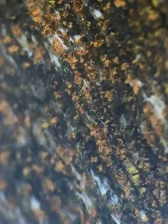 Villophora microphyllina thumbnail 2