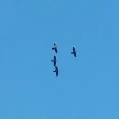 Common Raven thumbnail 1