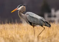 Great Blue Heron thumbnail 1