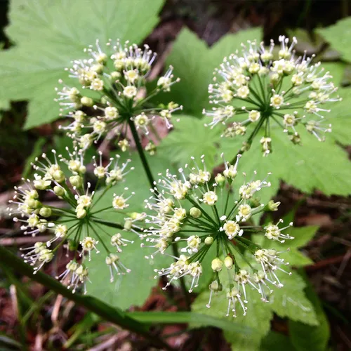 wild sarsaparilla