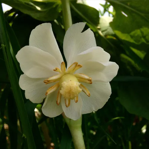 mayapple