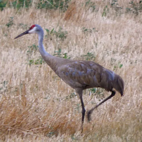 Sandhill Crane