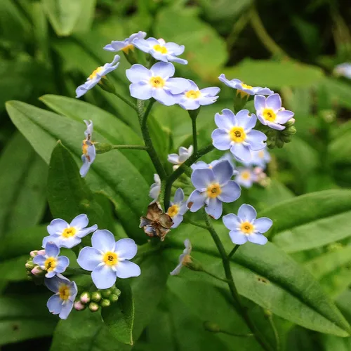 water forget-me-not