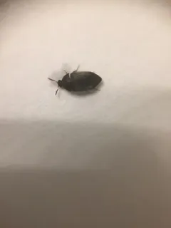 Attagenus brunneus thumbnail 3