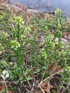 garlic penny-cress thumbnail 2