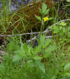 macoun's buttercup thumbnail 3