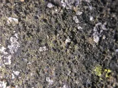 Umber Dot Lichen thumbnail 2