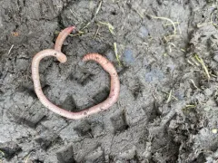Black-headed Worm thumbnail 4