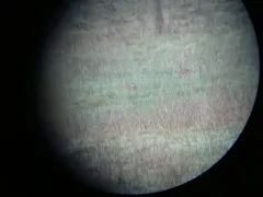 Dusky Thrush thumbnail 2