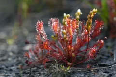 spoonleaf sundew photo