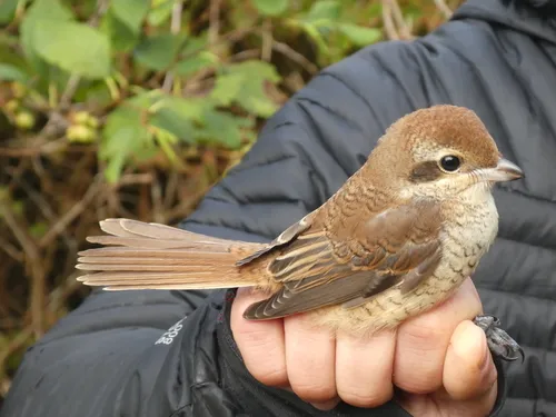 Brown Shrike