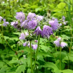 Virginia waterleaf thumbnail 1