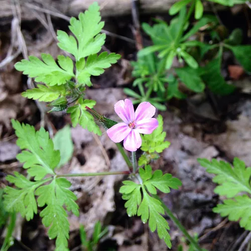 Herb Robert