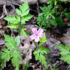Herb Robert thumbnail 1