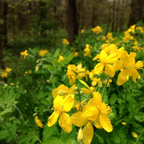Greater celandine