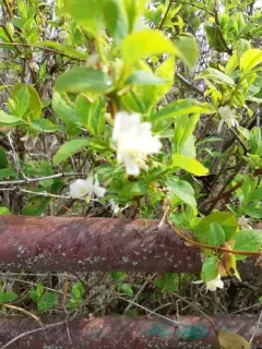 Winter honeysuckle thumbnail 3