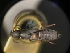 Platydracus viridanus thumbnail 4