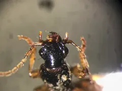 Cymindis neglecta thumbnail 4