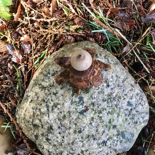 rounded earthstar