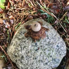 rounded earthstar thumbnail 1