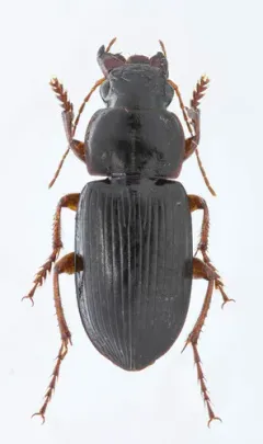 Harpalus compar thumbnail 2