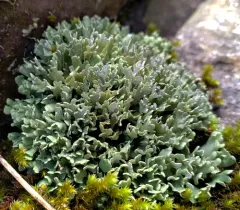 Stalkless Cladonia thumbnail 2