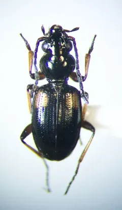 Bembidion mutatum thumbnail 1