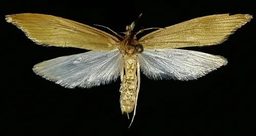 Donacaula nitidellus