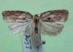Acleris inana thumbnail 2