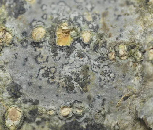Arthothelium ruanum