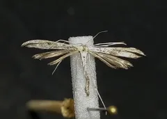 Wormwood Plume Moth thumbnail 1